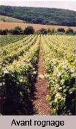 Photo de vignes avant rognage