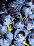 Détail d'une grappe de raisin noir